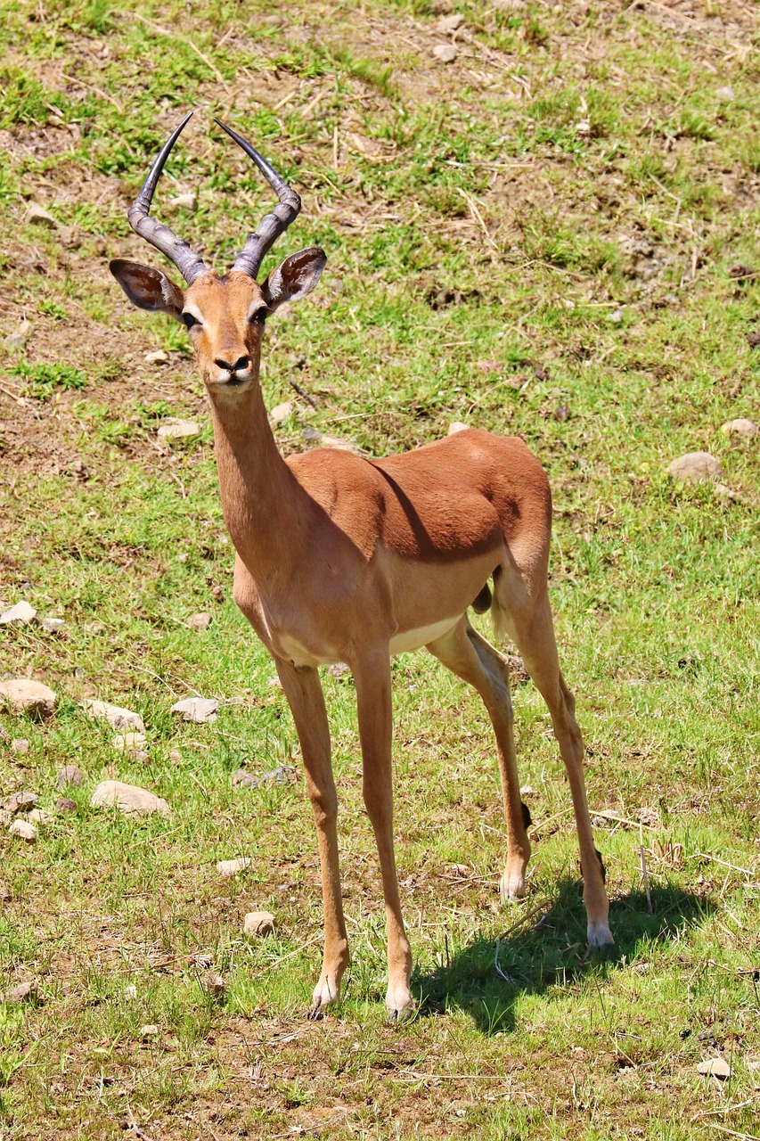 Experience South African Hunting , impala, desire, antelope-4757937.jpg
