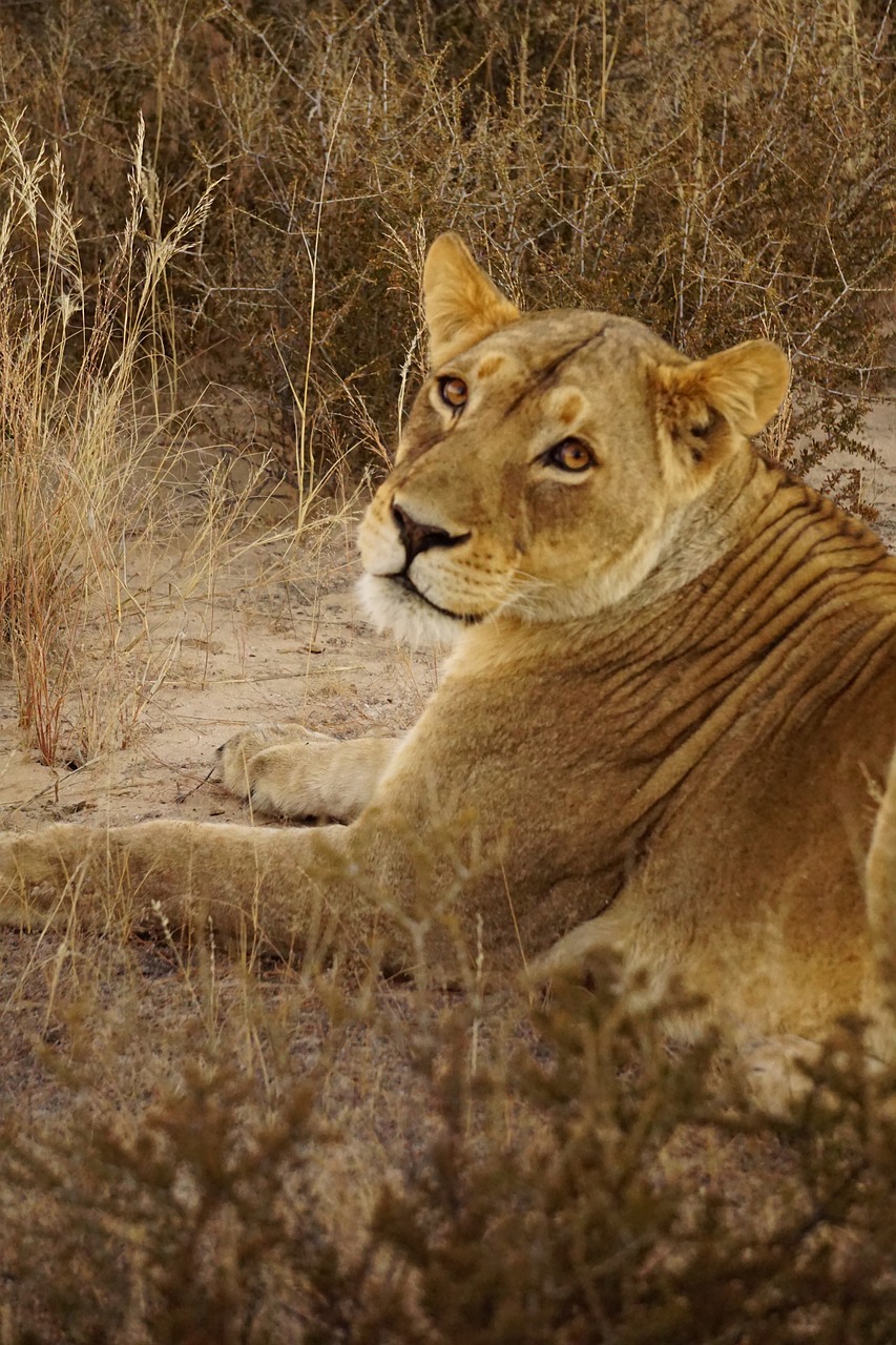 lion, lioness, africa-3994551.jpg